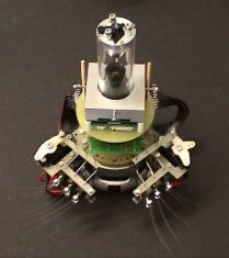 AMouse - A robot mouse with whiskers